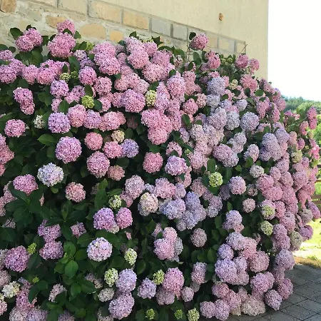 Hébergement de vacances Casa Ortensia